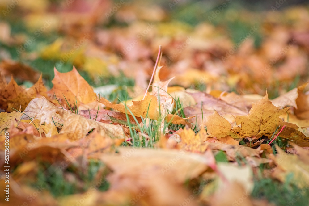 Beautiful autumn leaves on the trees on a sunny day. Beautiful autumn leaves on the trees on a sunny day.