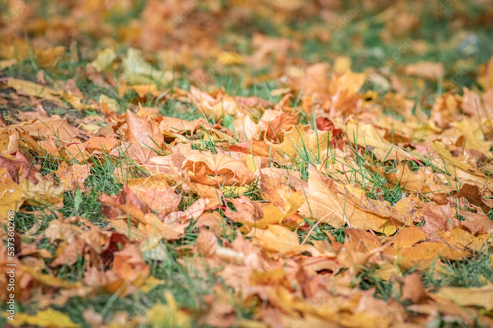 Beautiful autumn leaves on the trees on a sunny day.