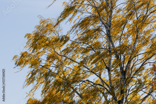 a birch tree in the sun a windy autumn day