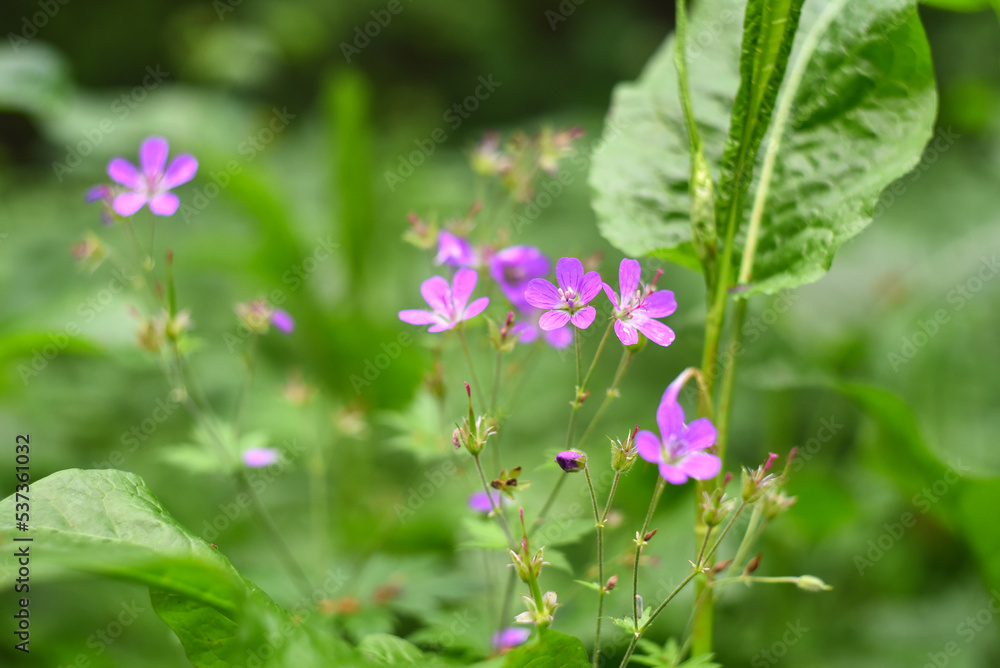 small purple wildflowers on a background of green grass, light photo, daylight, blurred background small purple wildflowers on a background of green grass, light photo, daylight, blurred background