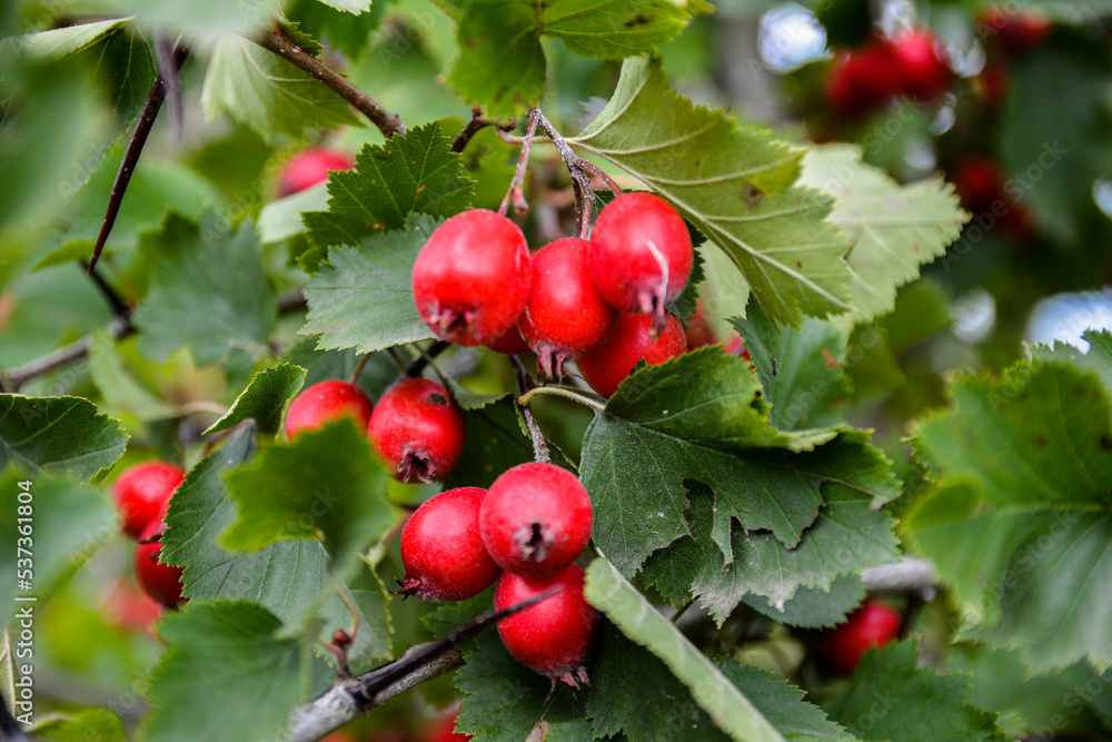 Red Hawthorn Berries. Red Hawthorn Berries.