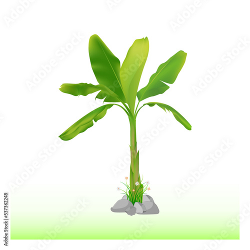 Vector banana tree 