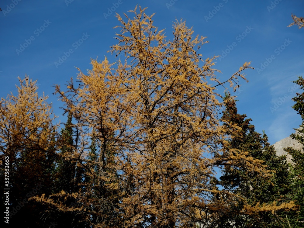 Fototapeta premium Larches at Ptarmigan Cirque near Highwood Pass