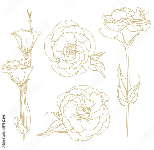 vector set of golden outlines of eustoma isolated on white background. vector illustration. photo