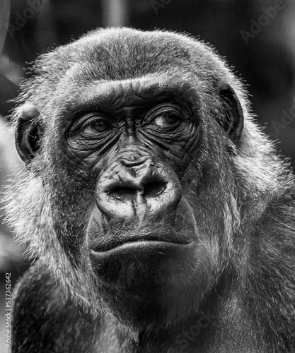 Photography Vertical greyscale portrait of a monkey found in the zoo