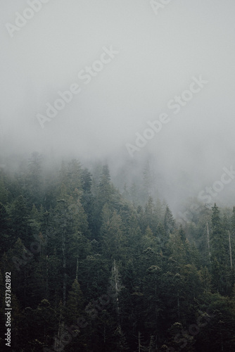 fog in the forest