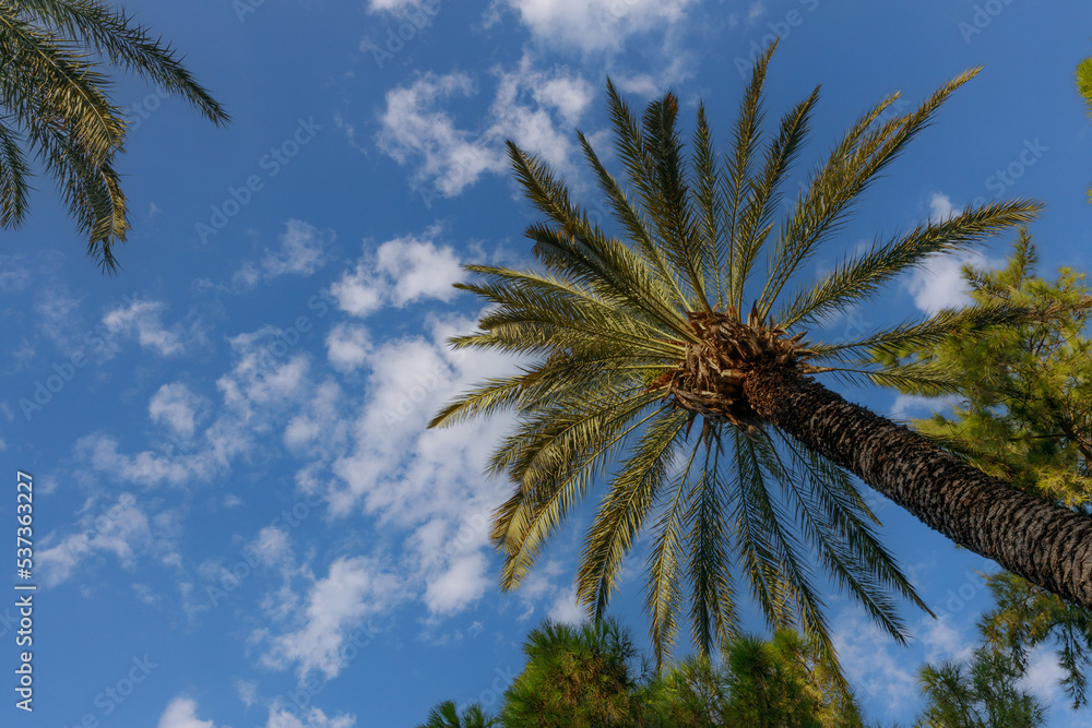 Palm trees against the blue summer sky. High quality photo