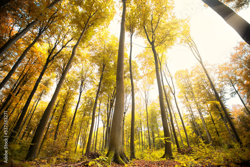 Fototapeta Naklejka Na Ścianę i Meble -  sun rays in the forest