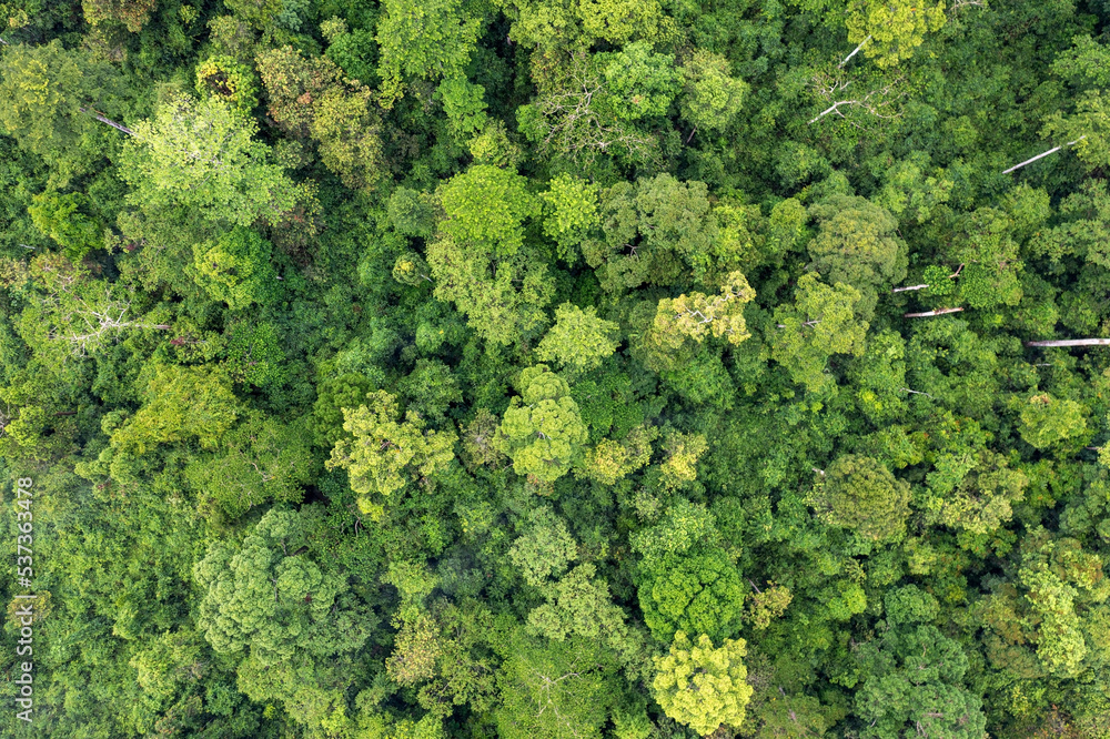 Directly above shot of tropical jungle in Tabin Lahad Datu, Sabah, Malaysia