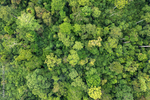 Directly above shot of tropical jungle in Tabin Lahad Datu, Sabah, Malaysia © cn0ra
