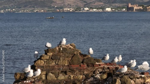 Gabbiano Corso, gruppo di uccelli appollaiati sulla roccia.
Scoglio in mezzo al mare con gabbiani photo