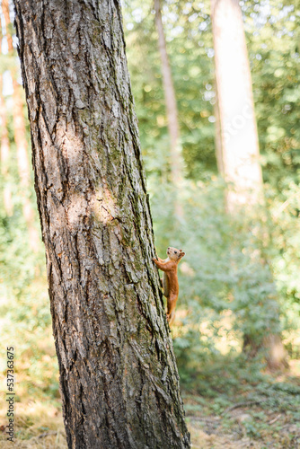 A red squirrel sits in a tree in the woods. The little inquisitive mammal looks through the lens.