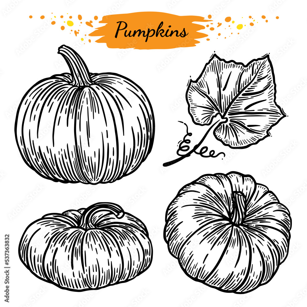 Black and white vector image of pumpkins on a transparent background in ...
