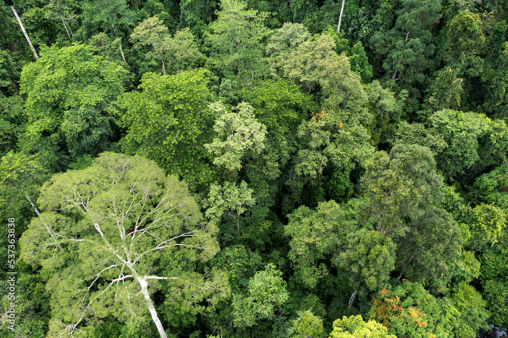 Directly above shot of tropical jungle in Tabin Lahad Datu, Sabah, Malaysia