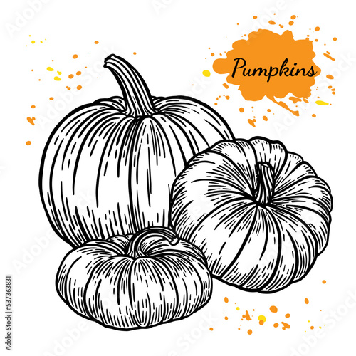 Black and white vector image of pumpkins on a transparent background in sketch style. Suitable for Halloween holiday decoration, farm goods packaging, healthy food.