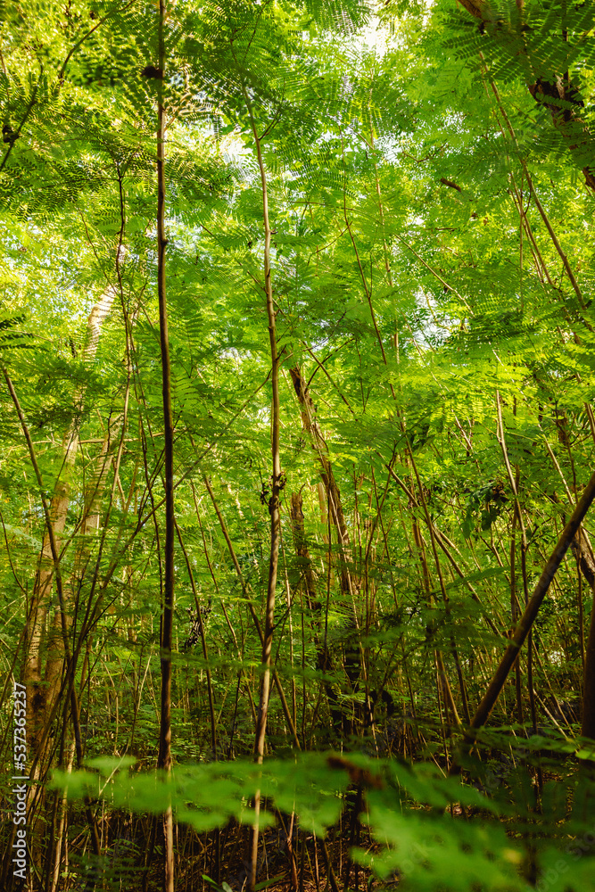 Beautiful large trees forest with greens around in the Natural reserve from puerto rico humacao. Peacefull and lovely place Beautiful large trees forest with greens around in the Natural reserve from puerto rico humacao. Peacefull and lovely place