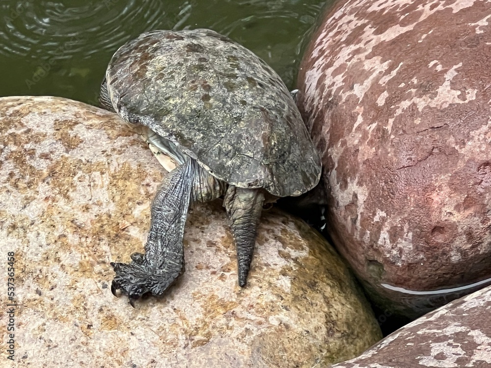 Obraz premium Close up of turtle on stone speckled grey rock in pond the exotic creature with head and legs with grey speckled shell in exotic garden in Marrakesh Morocco in Summer sunshine day light