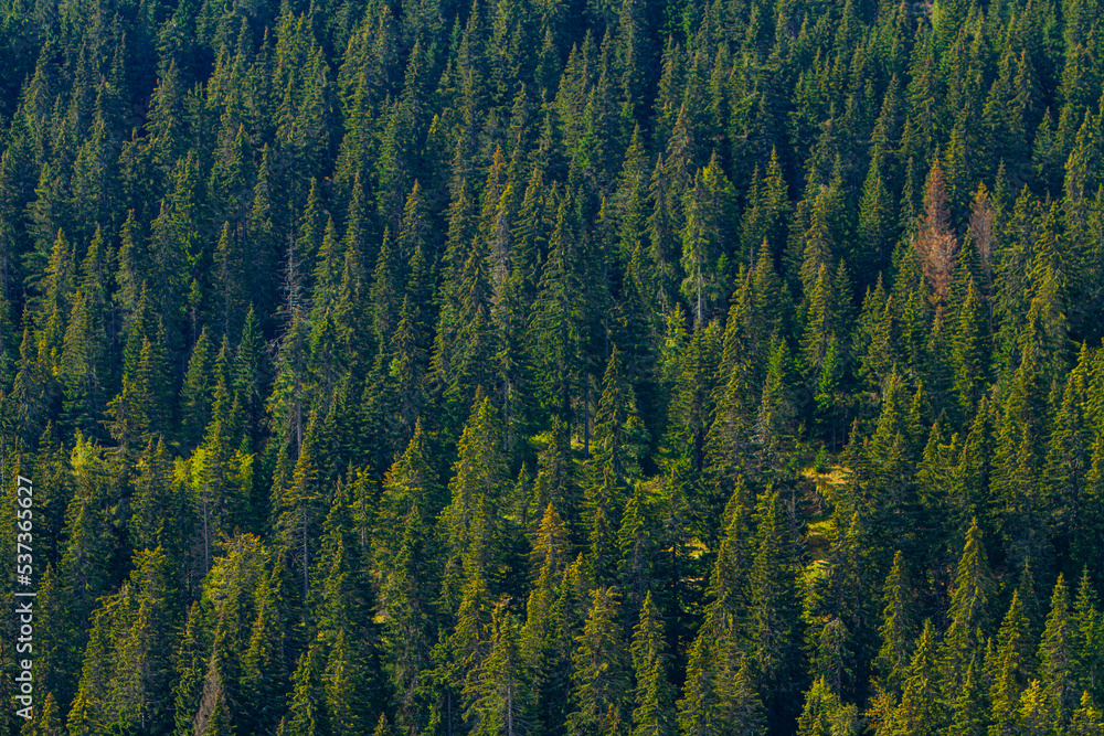 Pine trees mountain forest