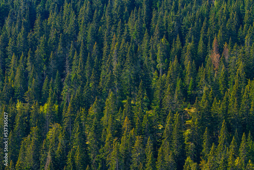 Pine trees mountain forest