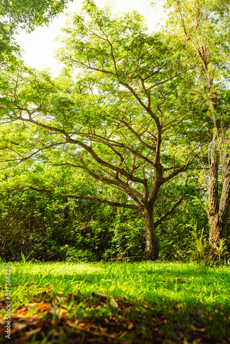 Beautiful giant tree with greens around in the Natural reserve from puerto rico humacao. Peacefull and lovely place