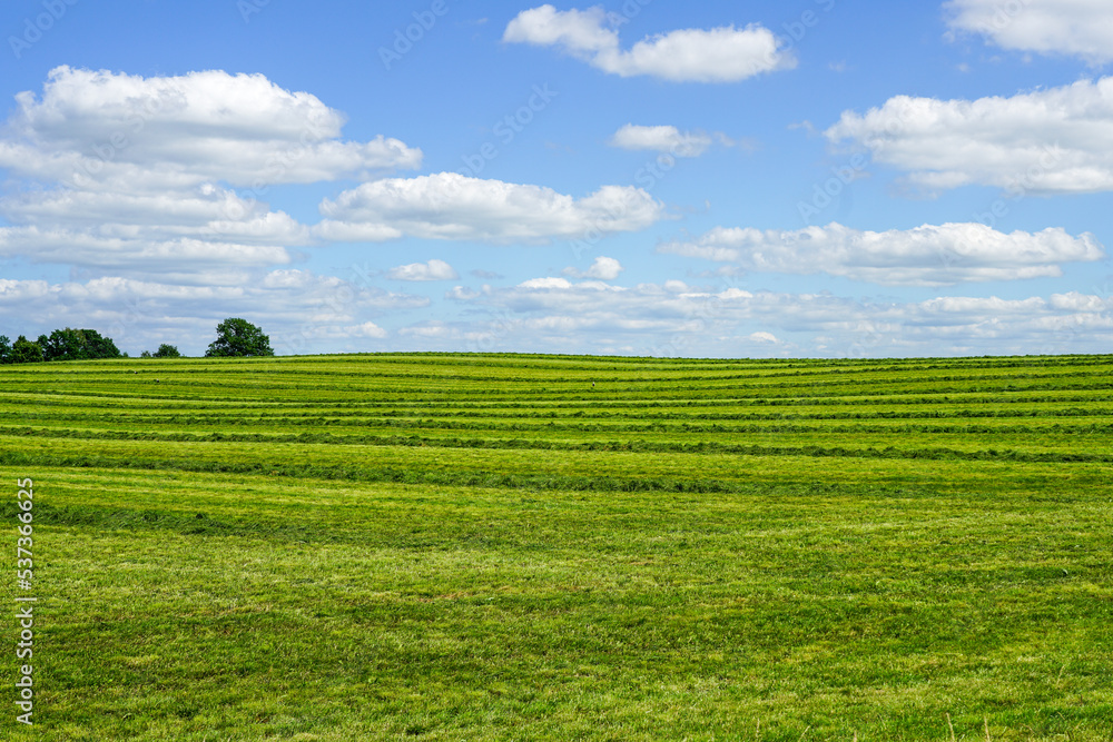 Rural landscape in summer with freshly mowed meadow with trees on blue sky background