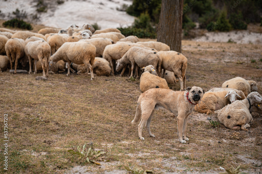 Fototapeta premium Dog With Flock of Sheep, Türkiye