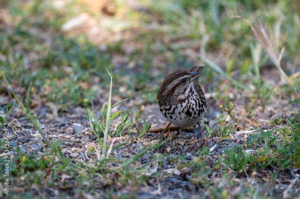 bird in the grass