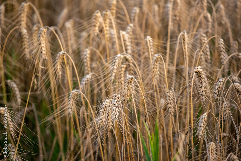 Fototapeta premium ears of wheat in field