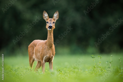 Fototapeta Naklejka Na Ścianę i Meble -  Interested roe deer, capreolus capreolus, doe looking on a green meadow in summer nature. Attentive wild mammal with orange fur with copy space. Animal wildlife in natural environment.