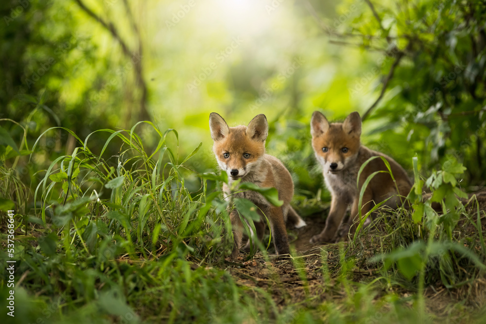 Two red fox, vulpes vulpes, cubs looking around near den on a sunny day in summer. Young wild mammals in green forest near a burrow with light ray coming from behind.