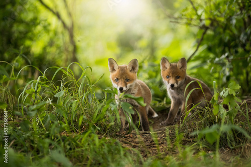 Two red fox  vulpes vulpes  cubs looking around near den on a sunny day in summer. Young wild mammals in green forest near a burrow with light ray coming from behind.