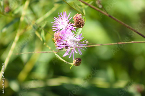 Closeup of brown knapweed flower with green blurred plants on background