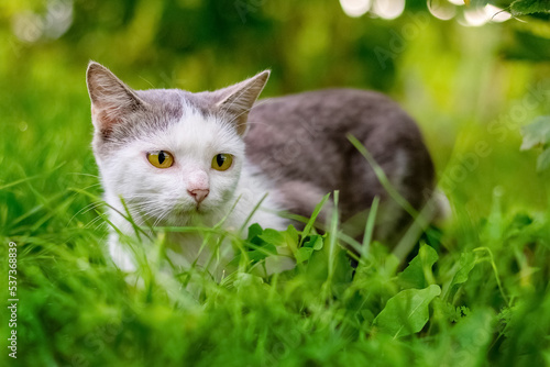 Cat with white and gray fur in the garden among the green grass