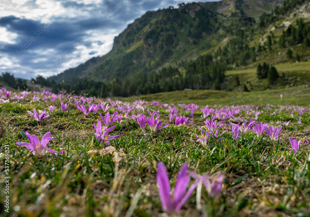 Sommerurlaub in den spanischen Pyrenäen: Wanderung zur Seenlandschaft von Baciver im Naturschutzgebiet Alt Pirineu - blühende Wiese mit lila Blumen Sommerurlaub in den spanischen Pyrenäen: Wanderung zur Seenlandschaft von Baciver im Naturschutzgebiet Alt Pirineu - blühende Wiese mit lila Blumen