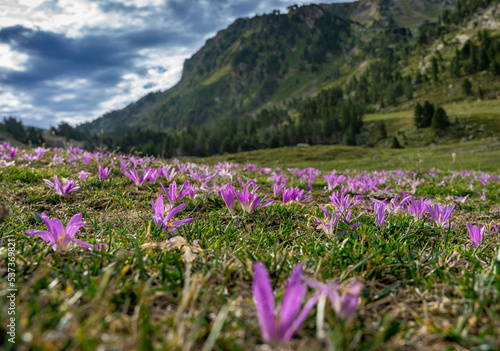 Sommerurlaub in den spanischen Pyrenäen: Wanderung zur Seenlandschaft von Baciver im Naturschutzgebiet Alt Pirineu - blühende Wiese mit lila Blumen