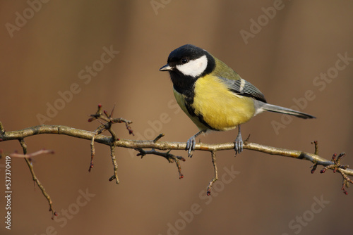 Great tit, parus major, sitting on a twig in forest in wintertime. Little bird with yellow feathers on a sunny day from side view with copy space. Animal wildlife in nature.