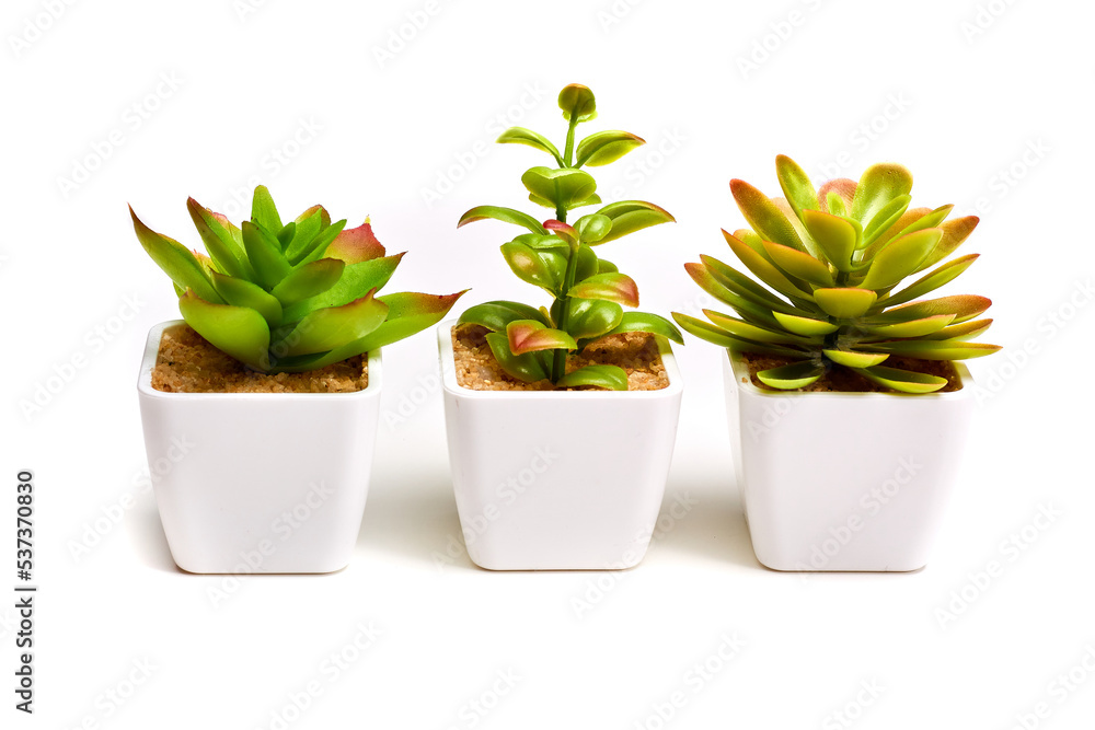 Green house plants in a row in white pots isolated Green house plants in a row in white pots isolated