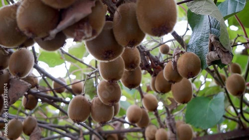 close-up of ripe kiwifruit on the tree surrounded by leaves before picking. 