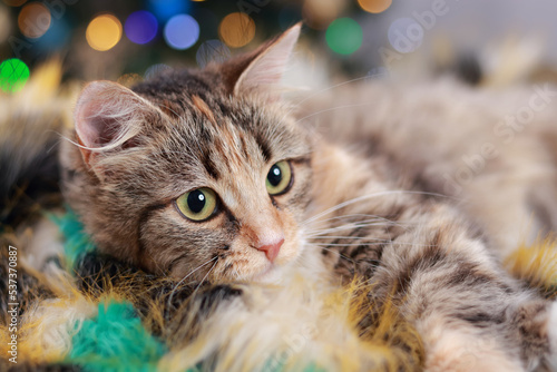 Portrait Kitten with Green Eyes. Cute Cat near the New Year tree with decoration. Cat on the background of Christmas lights and bokeh. Merry Christmas. Pets. Shiny stars. Beautiful Kitten close-up  © Mariia