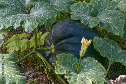 Big pumpkin fruit of dark green color on garden bed.