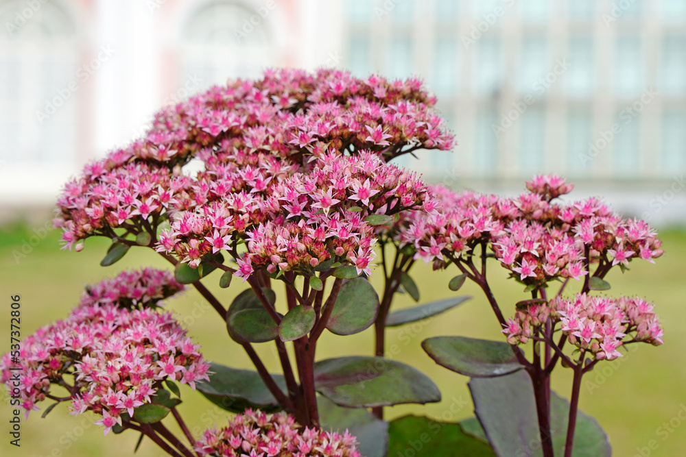 Obraz premium Ochitok flowers lat. Sedum on the background