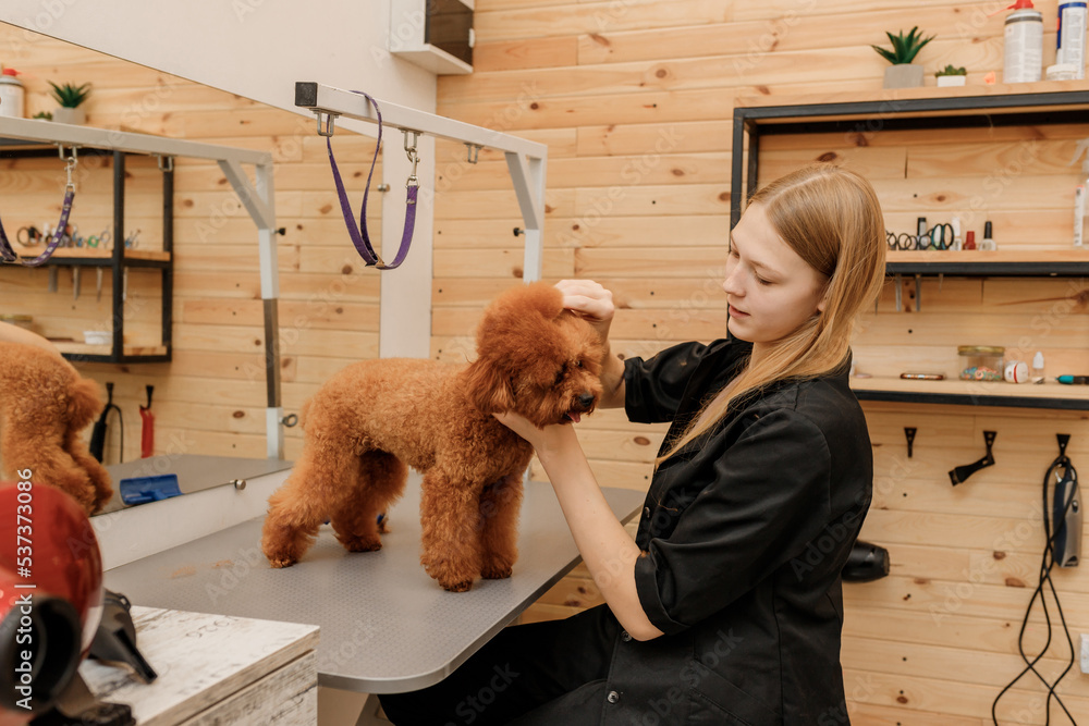 Φωτογραφία Professional female pet groomer dry tea cup poodle dog fur with a hair dryer after washing in beautician salon