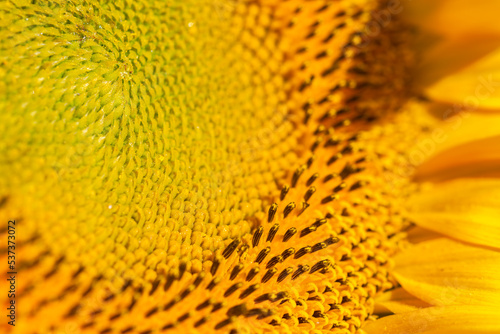 Extreme Closeup of Sunflower Face