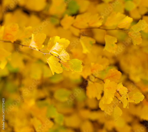 yellow autumn leaves. selective focus of yellow autumn leaves. autumn season with yellow leaves