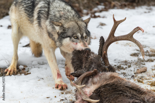 Grey Wolf (Canis lupus) Pulls White-Tail Deer Carcass Winter