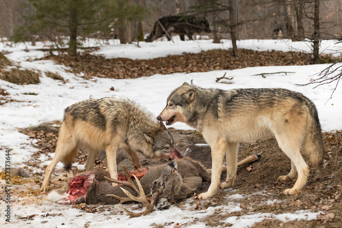 Grey Wolves (Canis lupus) at White-Tail Deer Carcass Black-Phase Wolf in Background Winter © geoffkuchera