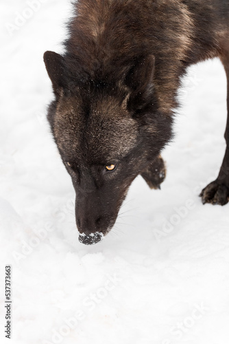 Black Phase Grey Wolf (Canis lupus) Nose to Snow Winter