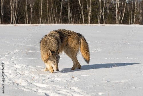 Grey Wolf (Canis lupus) Turns to Right in Snowy Field Winter