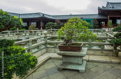 Fantastic Bonsai tree in Nan Lian fgarden in Hong Kong photo