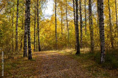 Autumnal park on a sunny morning in Finland. No people  path covered with leaves.